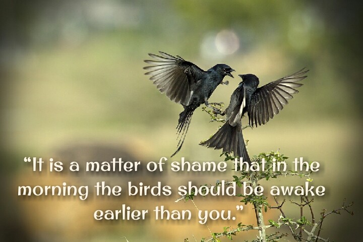 bird fight motivational quotes