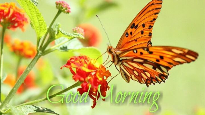 a butterfly with red flower morning images
