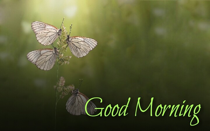 4 butterfly flying morning wishes images