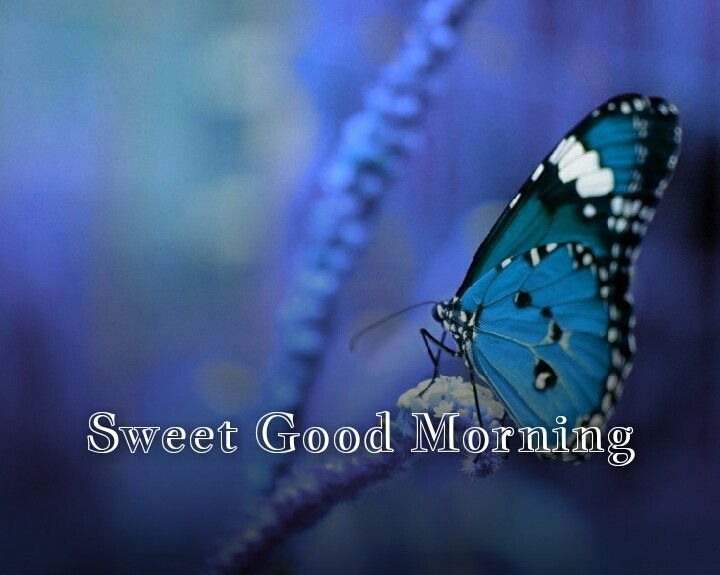 blue butterfly with sweet good morning