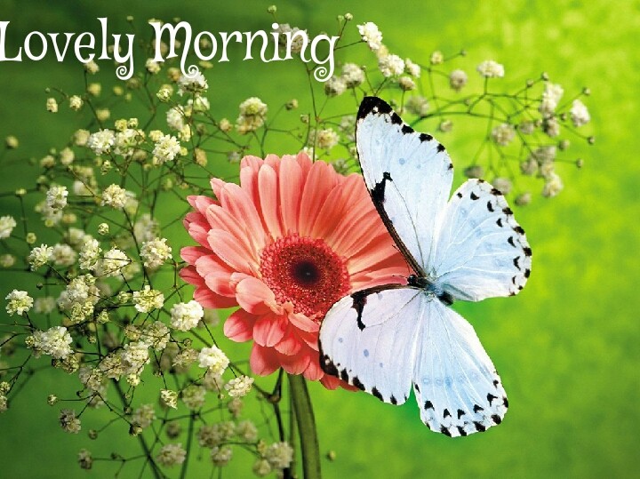 white butterfly on Lilly flower with lovely morning