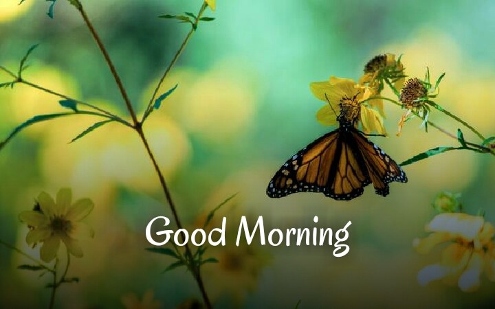 a butterfly sat on yellow flower wishing good morning
