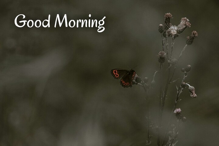a red black butterfly with a little tree written on good morning