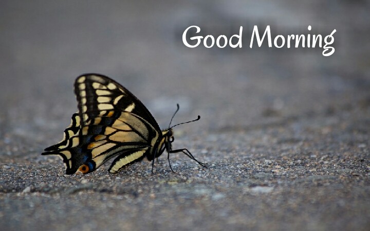a butterfly sat on road written with good morning