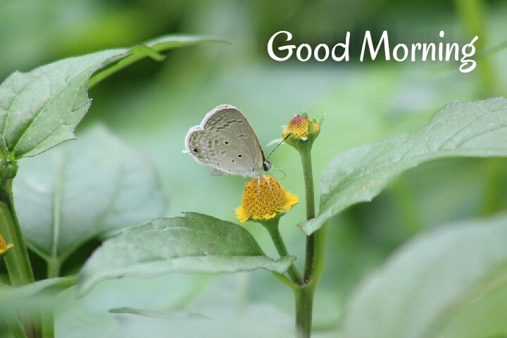 white butterfly with sunflower written good morning