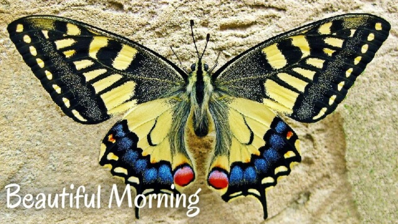 Butterfly Good Morning Images - Good Morning Images Love
