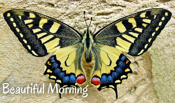 beautiful morning yellow butterfly on sand