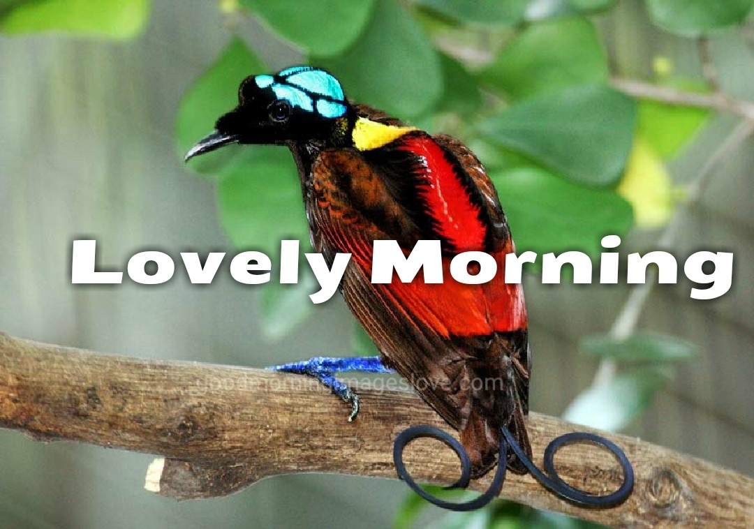 loving birds on the tree in morning