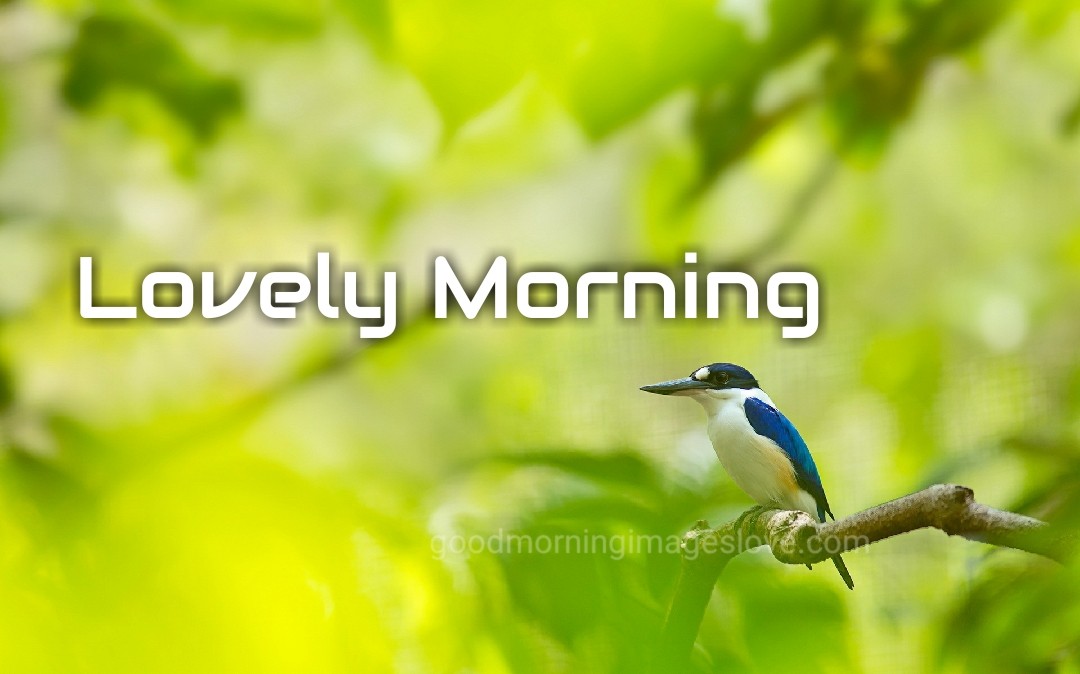 lovely morning with little birds quotes