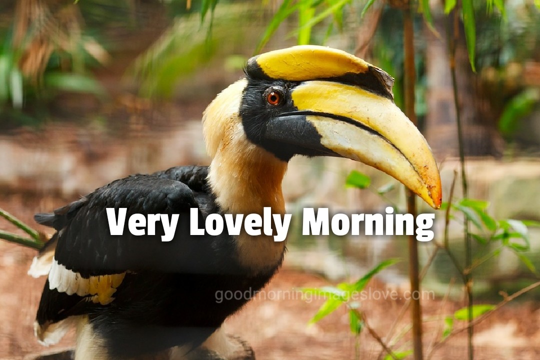 lovely birds staring wishing morning
