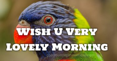 colorful parrot wishes morning