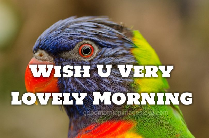 beautiful parrot morning images