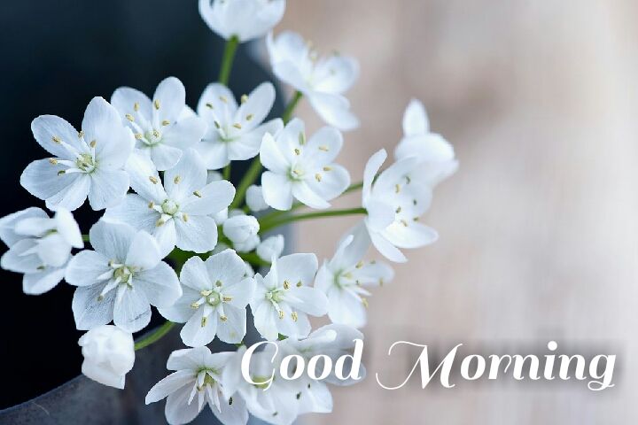 bundle of white flowers morning wishes images