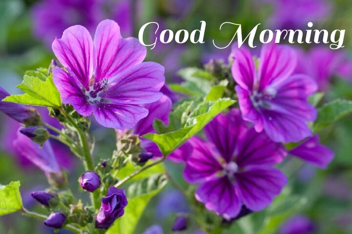 dark purple flowers with leave morning wishes images