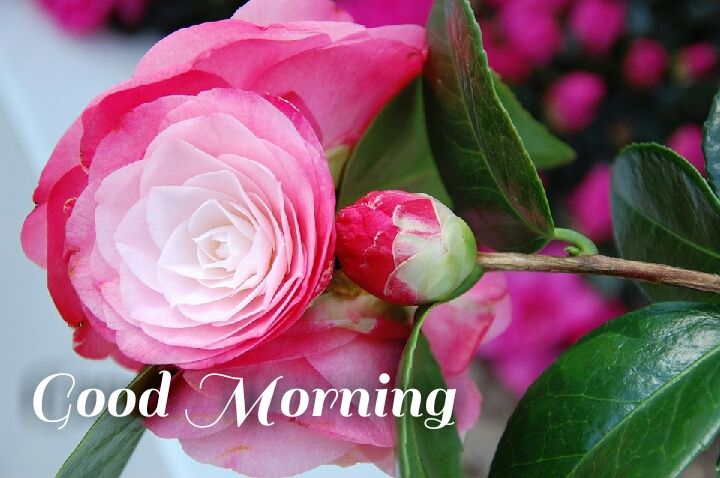 pink roses good morning images with leave
