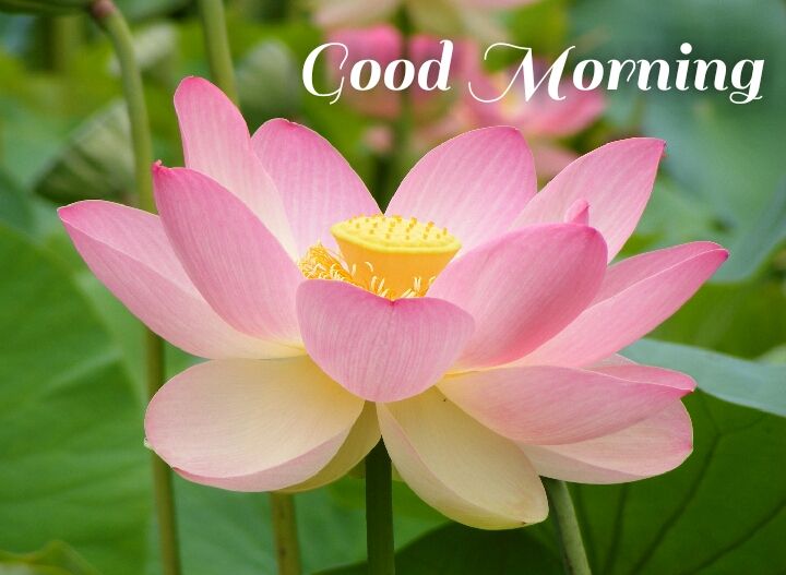 Pink lotus in water morning images