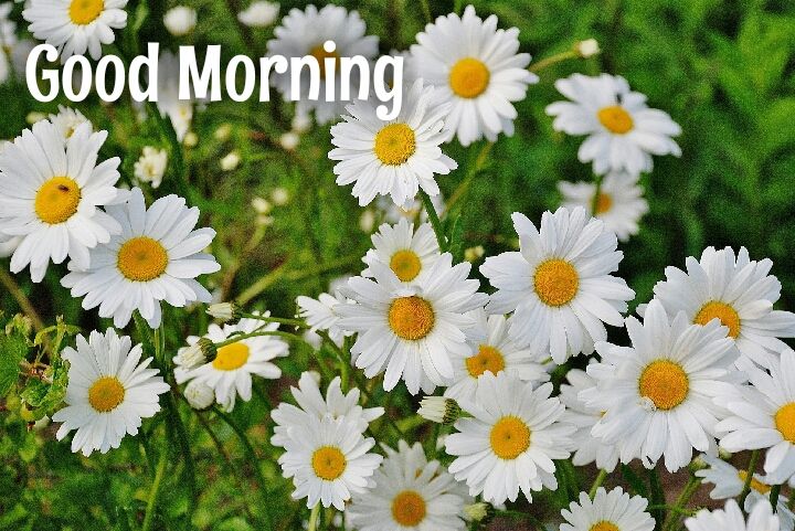 white flower with yellow sade morning wishes images