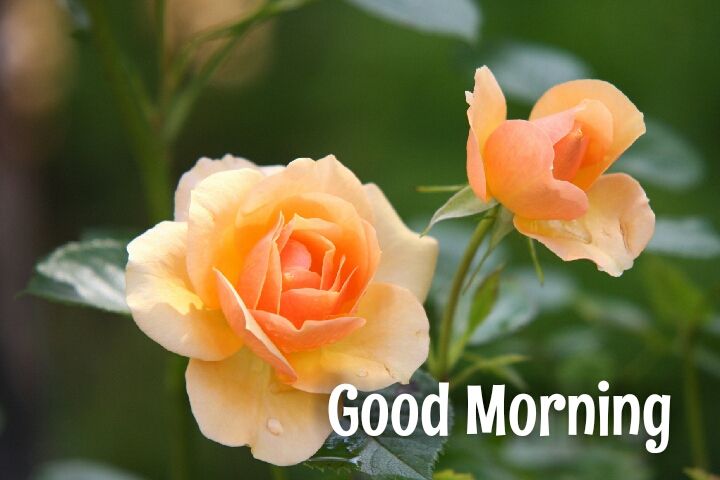 2 orange rosegood morning wishes images