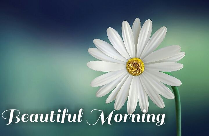 hd white flower beautiful morning images