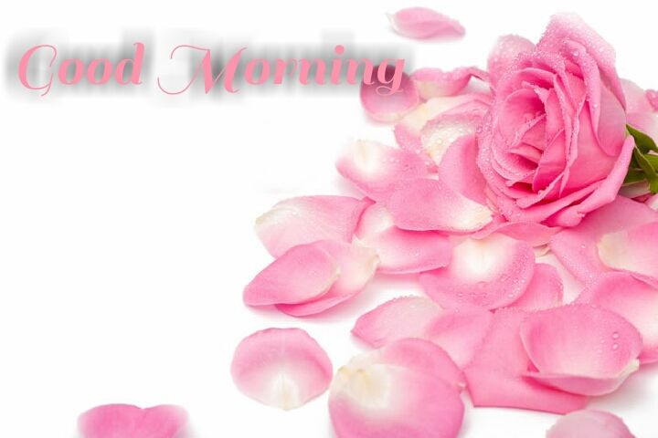 pink rose good morning wishes
