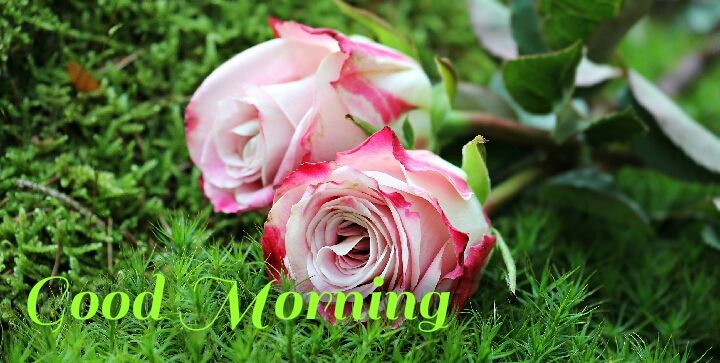 pink white roses with leave morning wishes