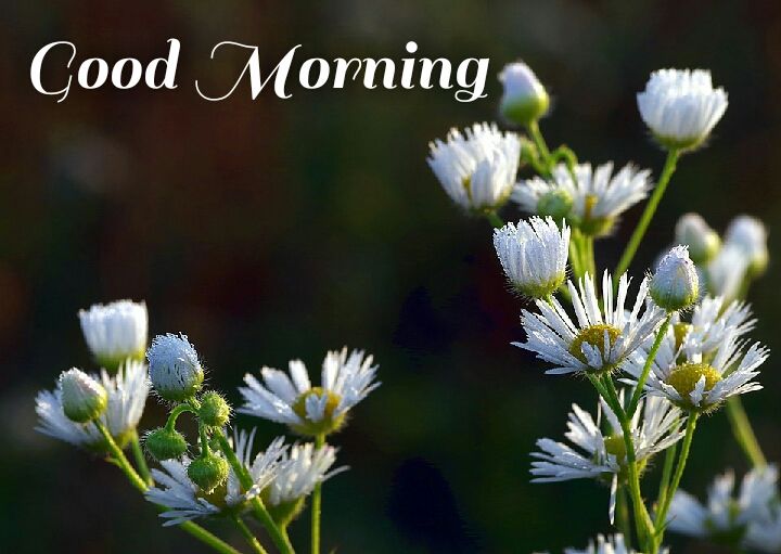white flowers good morning wishes in greenery