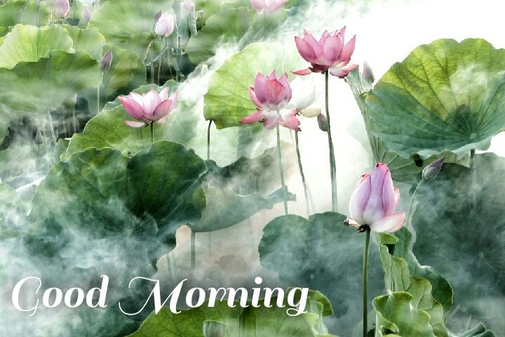 Lotus flowers in water good morning images wishes