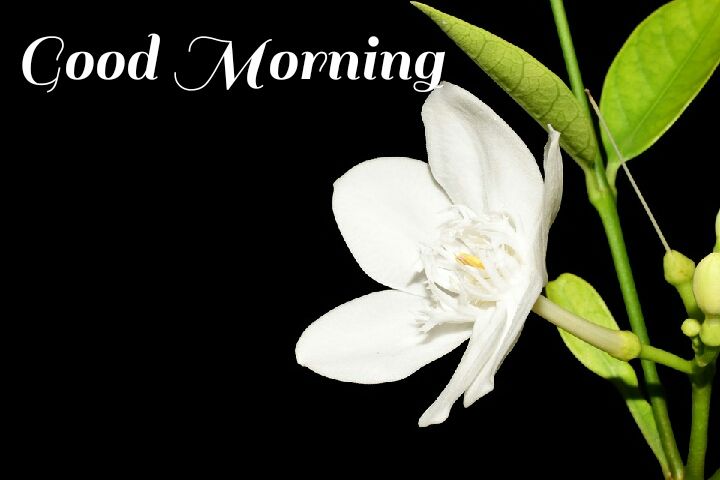 white flowers with leave morning wishes images