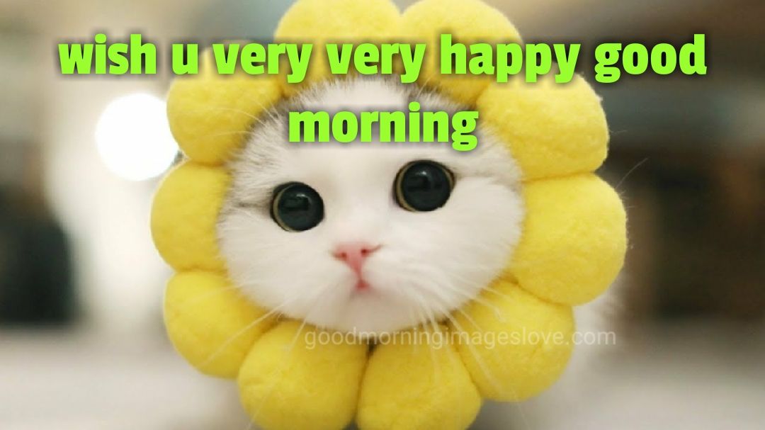 beautiful cat decorated with morning messages
