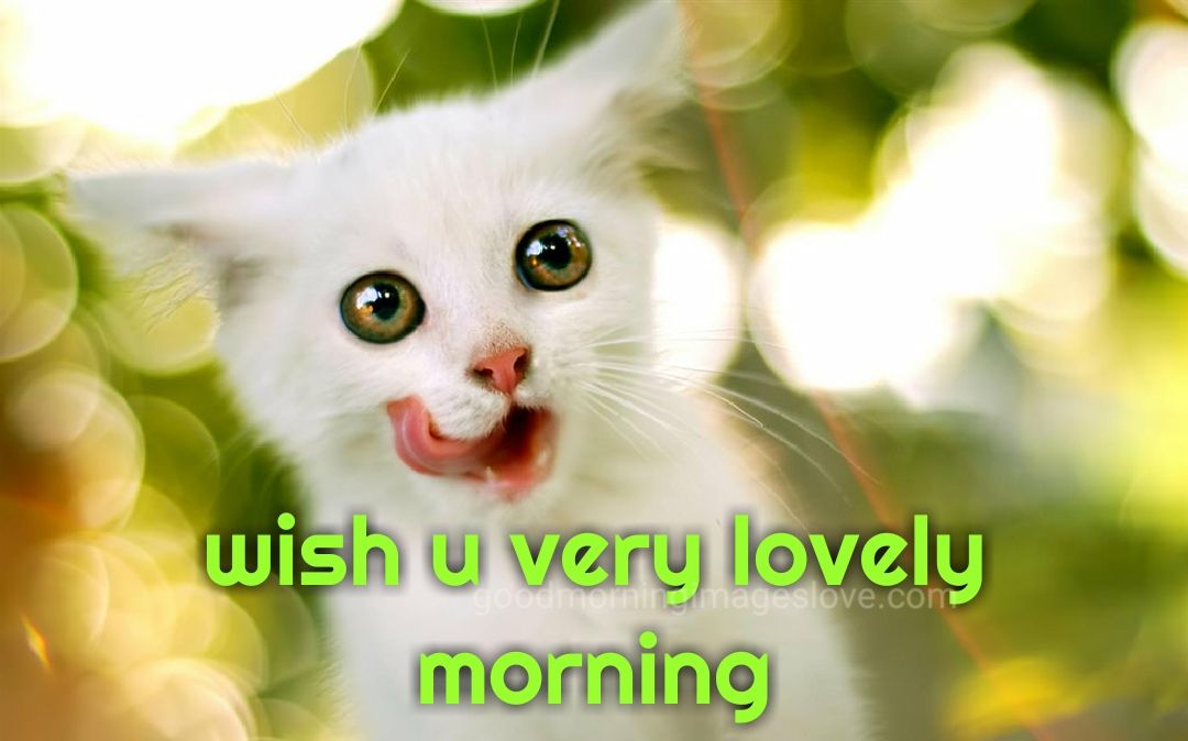 white kitty cat morning messages