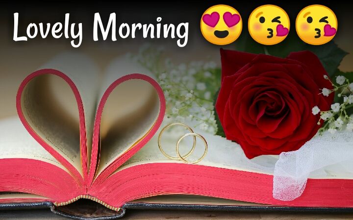 red rose cute morning images