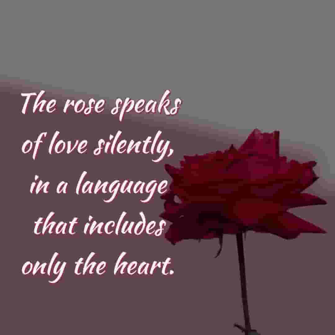 rose speak to love u